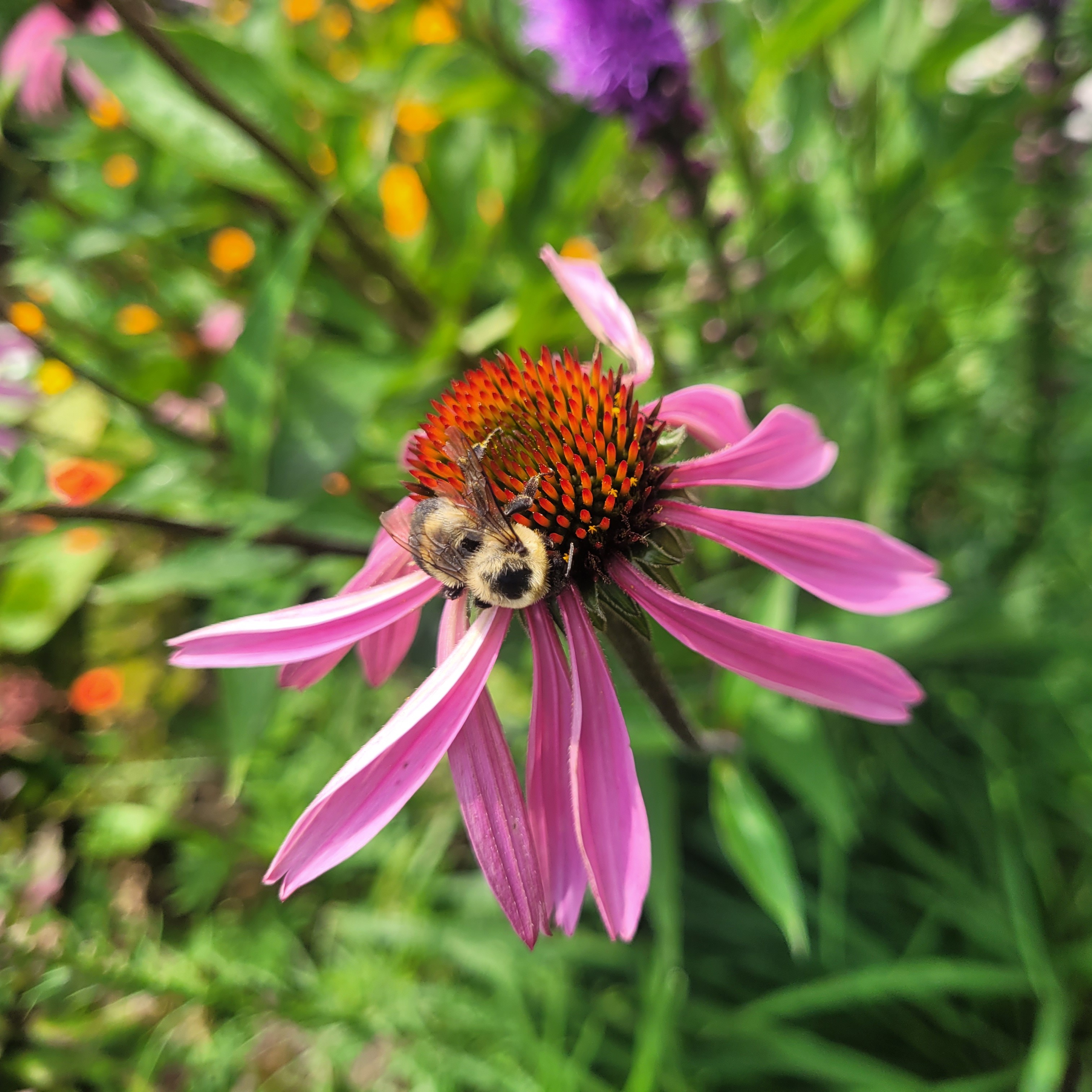 Navigation bar avatar